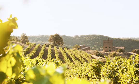 Proyecto Garnachas
