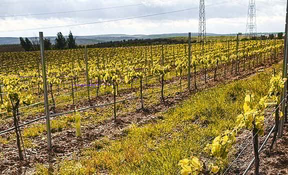 Pentateuco - Agro Ribera Nature