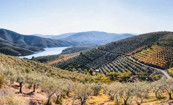 ES_generic_fallback_kit_vineyard El Hato y El Garabato