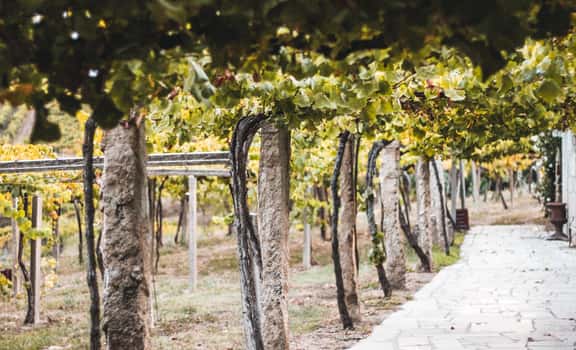 Viñas e Adegas Galegas