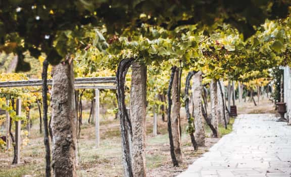 Viñas e Adegas Galegas