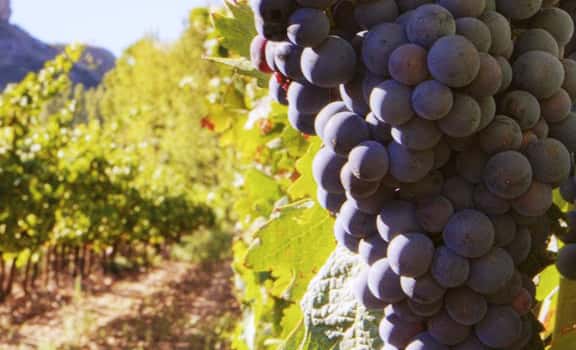 Acontia Vinos