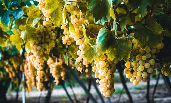 yellow grapes Cayetana Wines