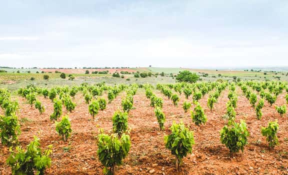 Altos del Enebro