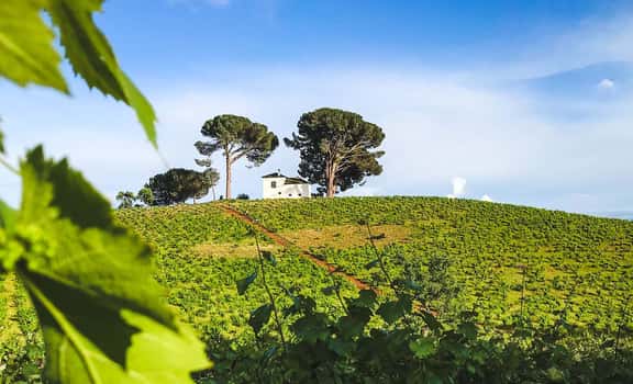 Cantariña Vinos