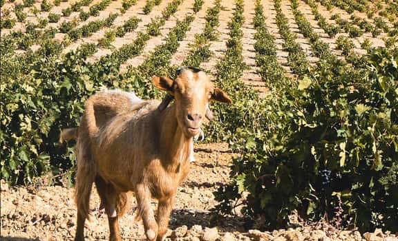 Hacienda Terra D'uro
