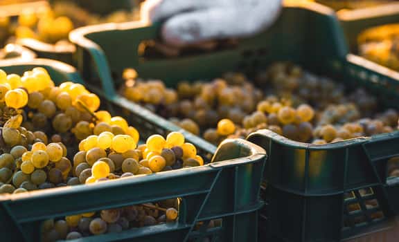 yellow grapes harvest Adhuc Tempus