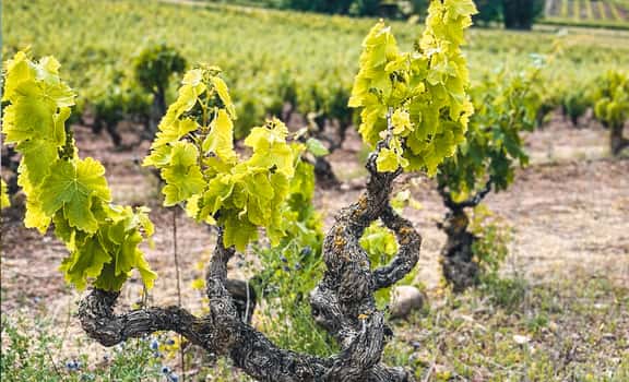 Usarralde vinos de familia