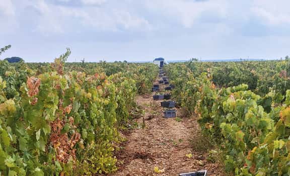 CH Vinos de Cubillas