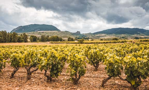 ES_generic_fallback_kit_vineyard Montau de Sadurní