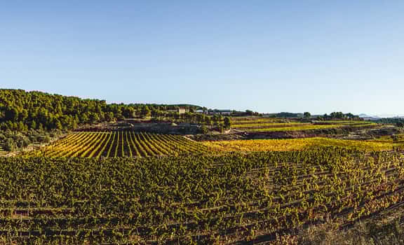 I Tant Vins