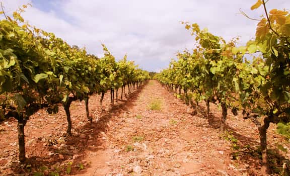 Celler Kripta