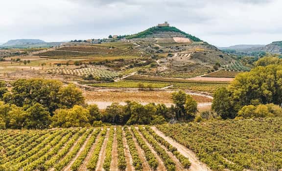 ES_generic_fallback_kit_vineyard Recuero & Co