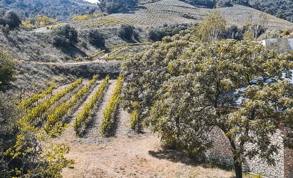 Celler Capafons-Osso