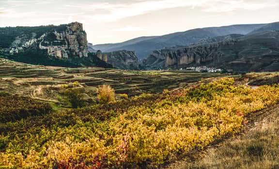 Vinos del Panorámico