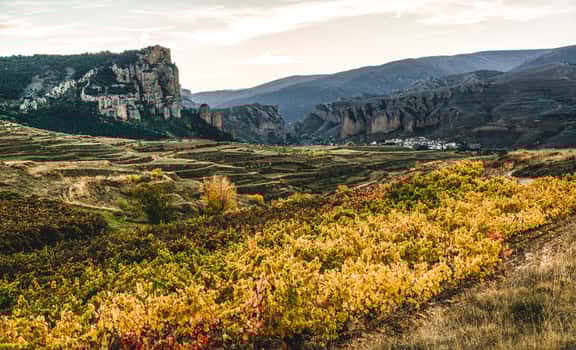 Vinos del Panorámico