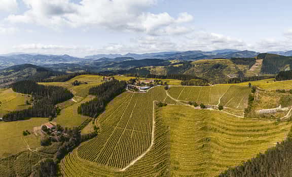Bodega Berroja