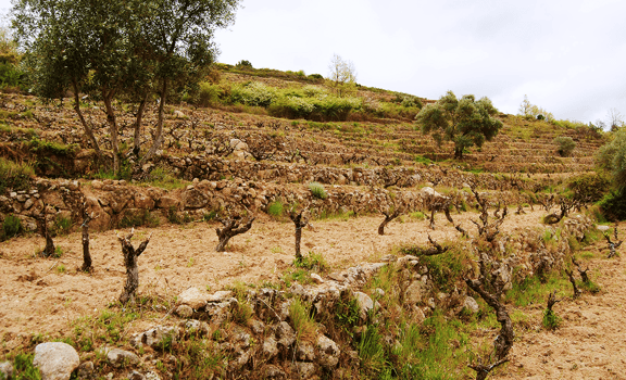 Viñas del Cambrico