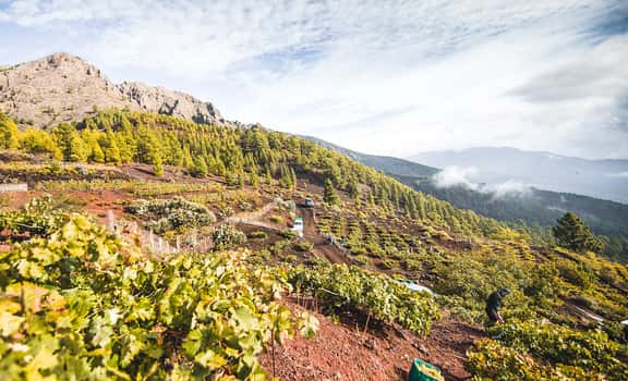 Comarcal del Valle de Güímar
