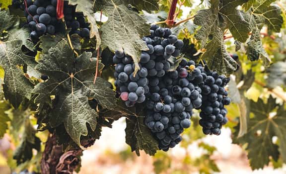 Vinum Vitae