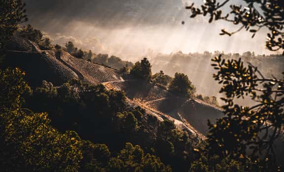 Adrets del Priorat
