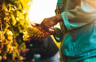 harvest white grapes harvest white grapes