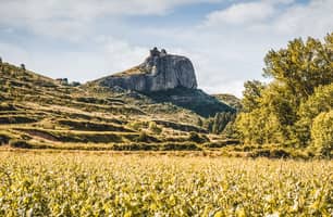 ES_generic_fallback_kit_vineyard