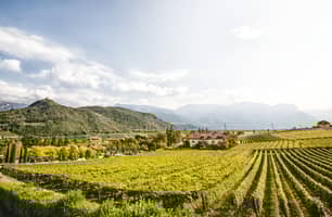 vineyard with mountains around