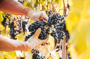 red grape harvest red grape harvest