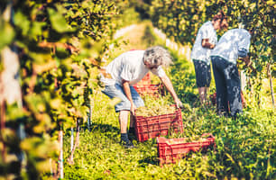 winemakers during the grape harvest in summer winemakers during the grape harvest in summer