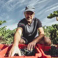 LMT Wines