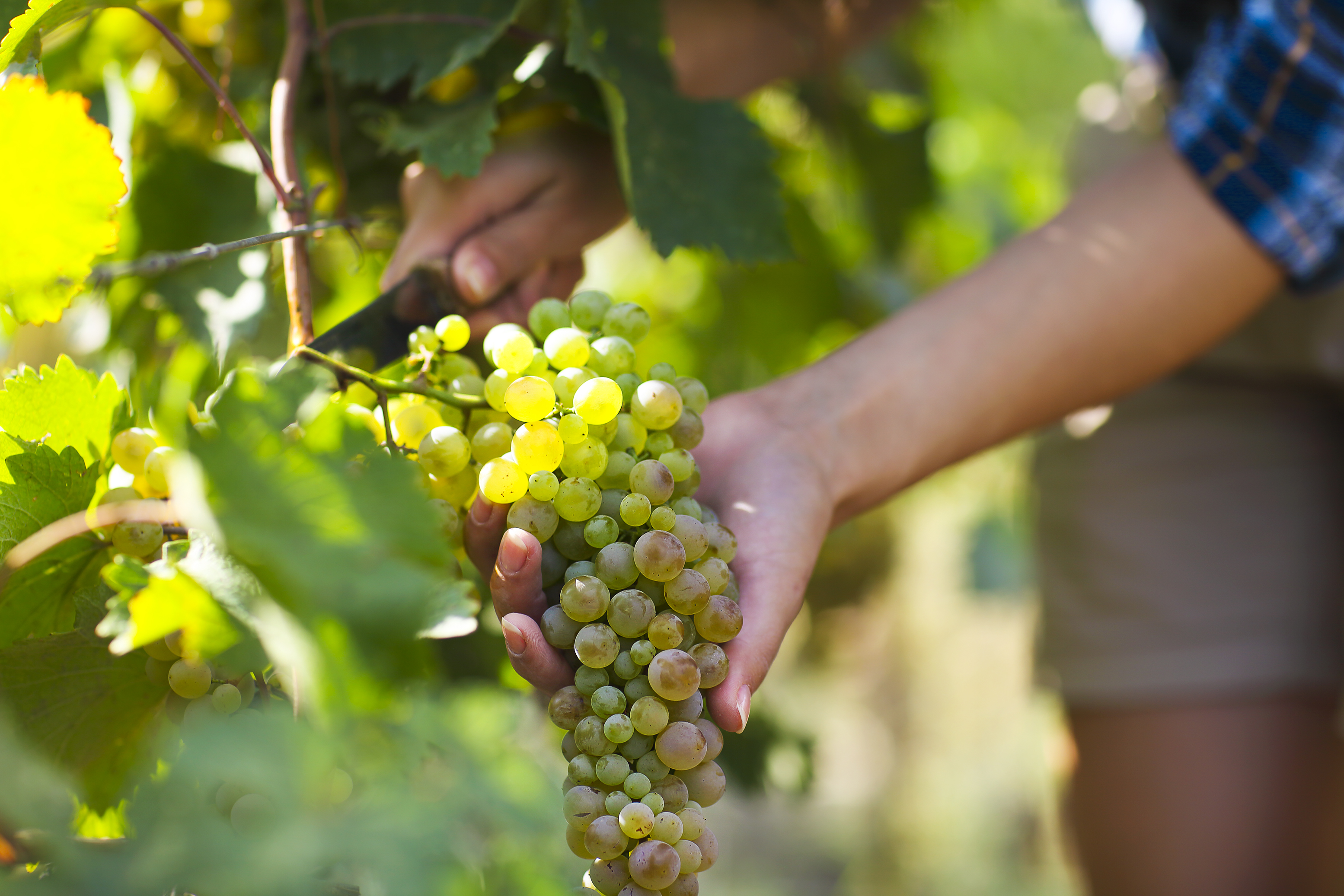 harvest white grapes