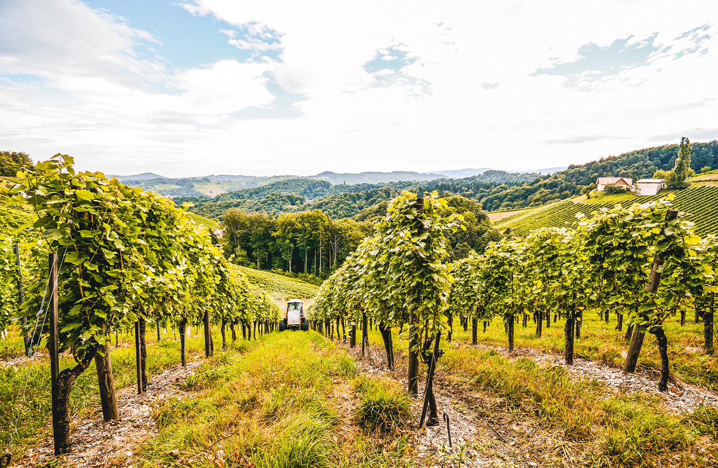 AT_generic_fallback_kit_vineyard_07 AT_generic_fallback_kit_vineyard_07