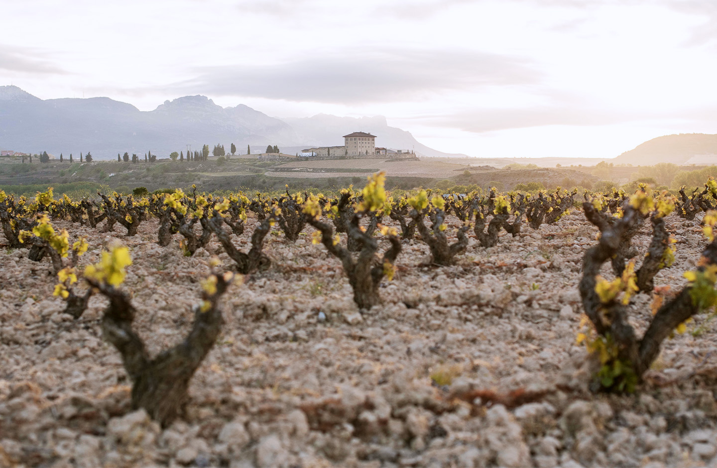 manufacturer_hacienda_lopez_de_haro_slide_1