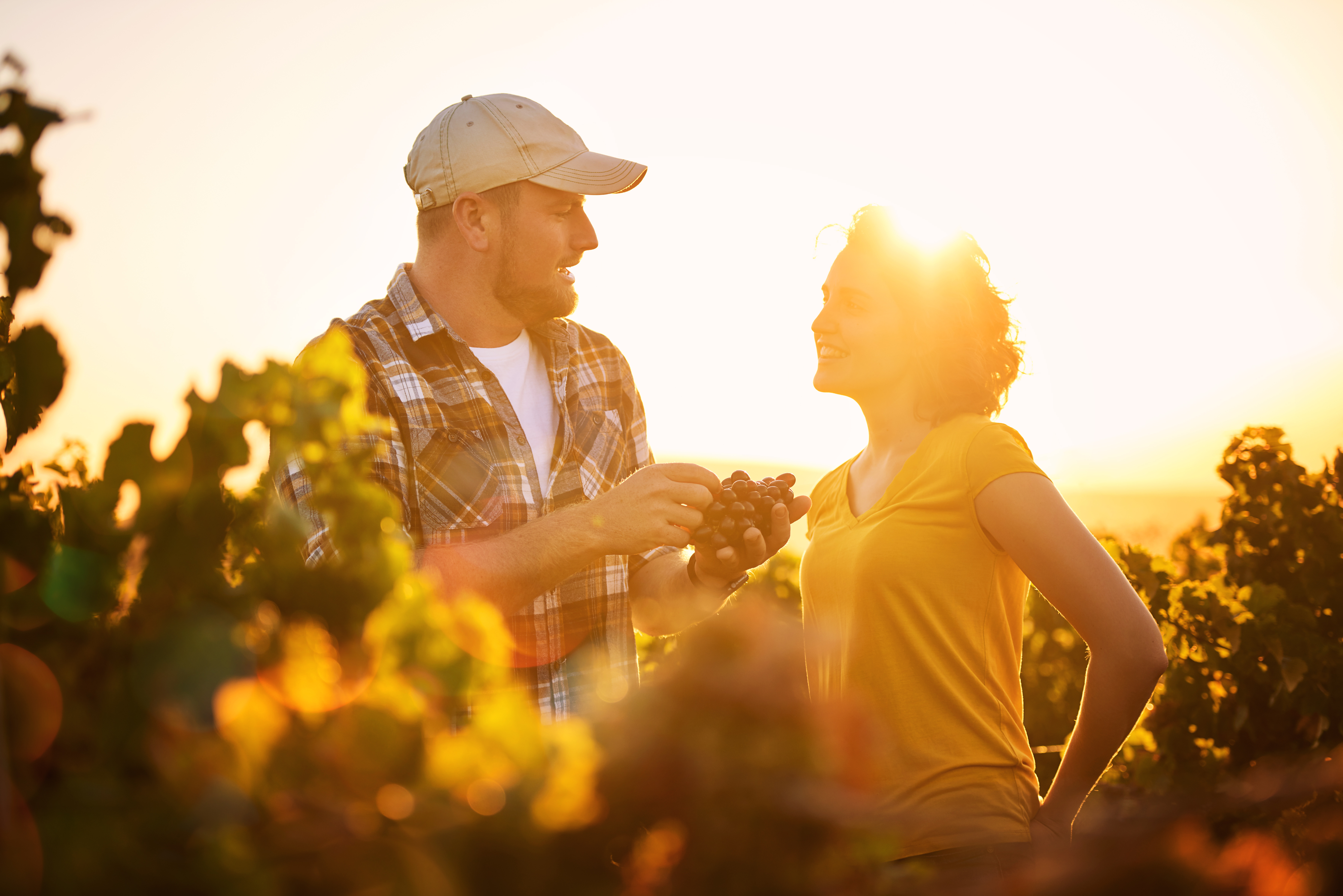 couple in vineyard on sunset