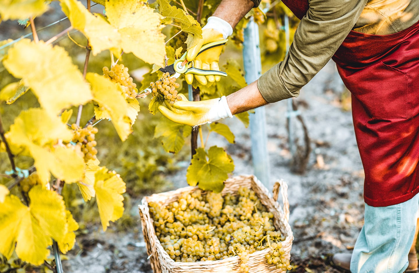 old winemaker picking yellow grapes old winemaker picking yellow grapes