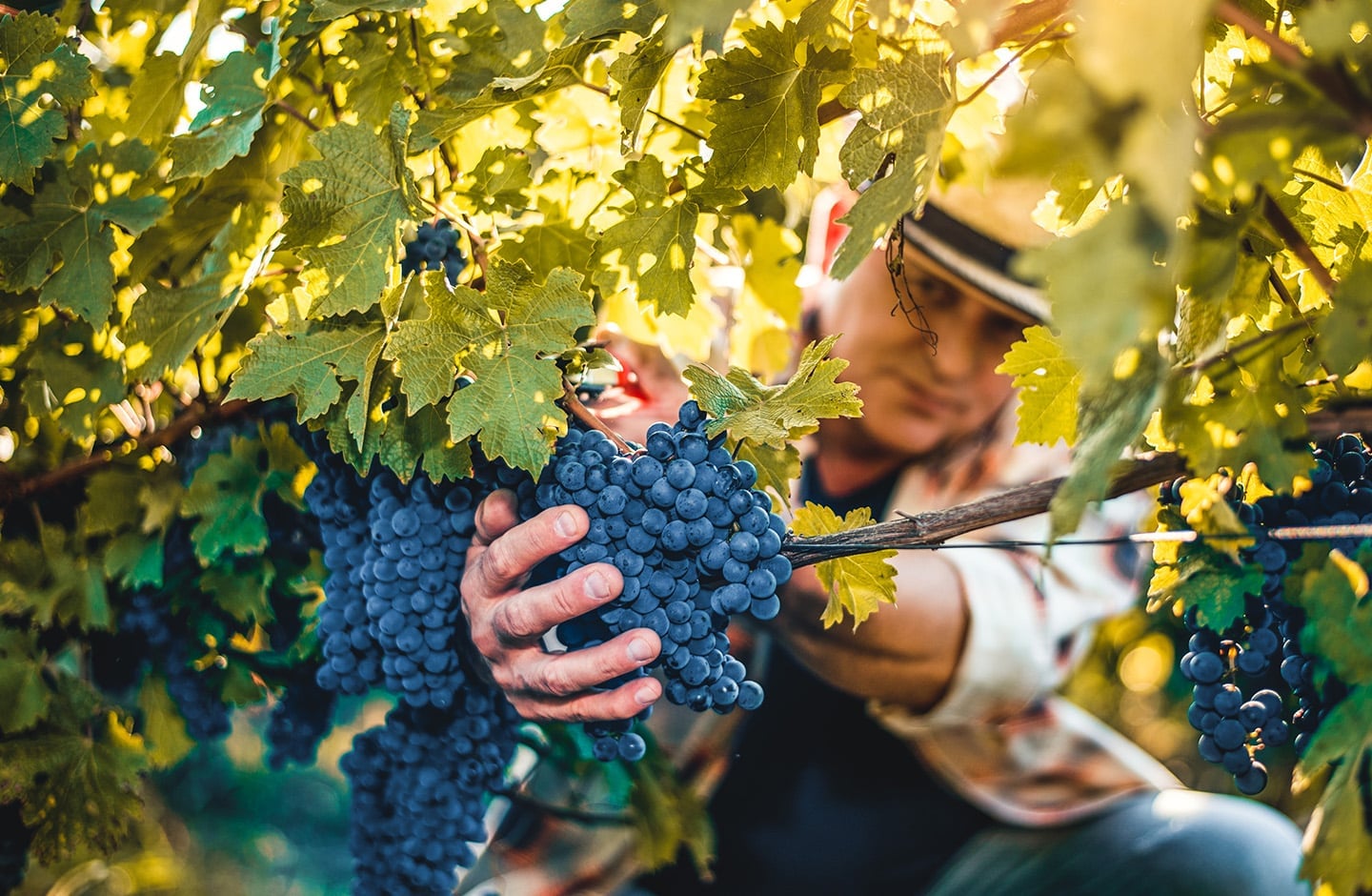 winemaker with red grapes winemaker with red grapes