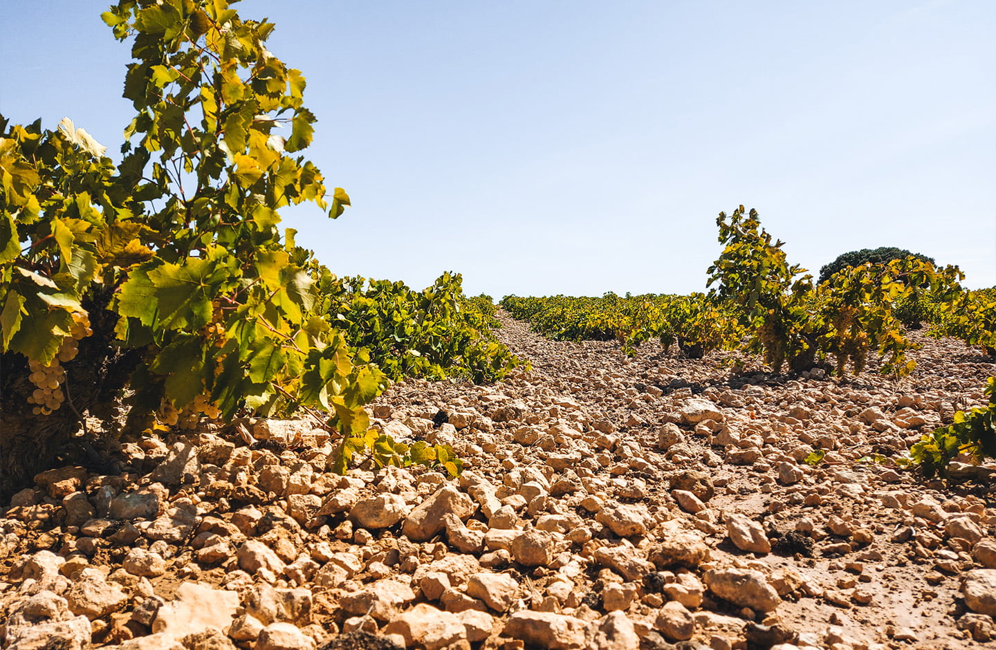 manufacturer_bodegas_garcia_de_lara_slide_1 manufacturer_bodegas_garcia_de_lara_slide_1