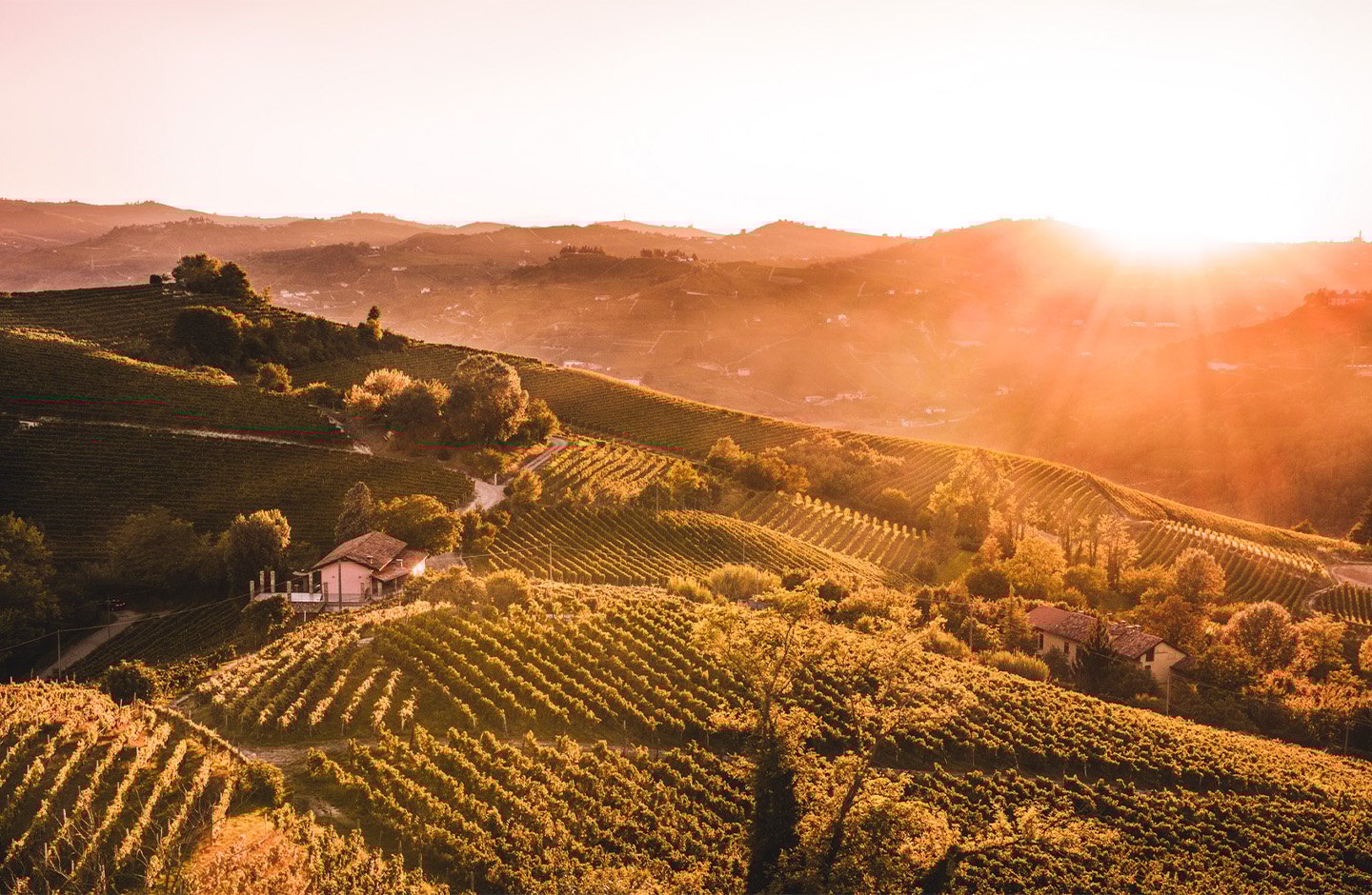 Vineyard Hills in Autumn vineyard hills autumn